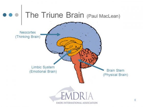 triune brain theory • Dumb Little Man