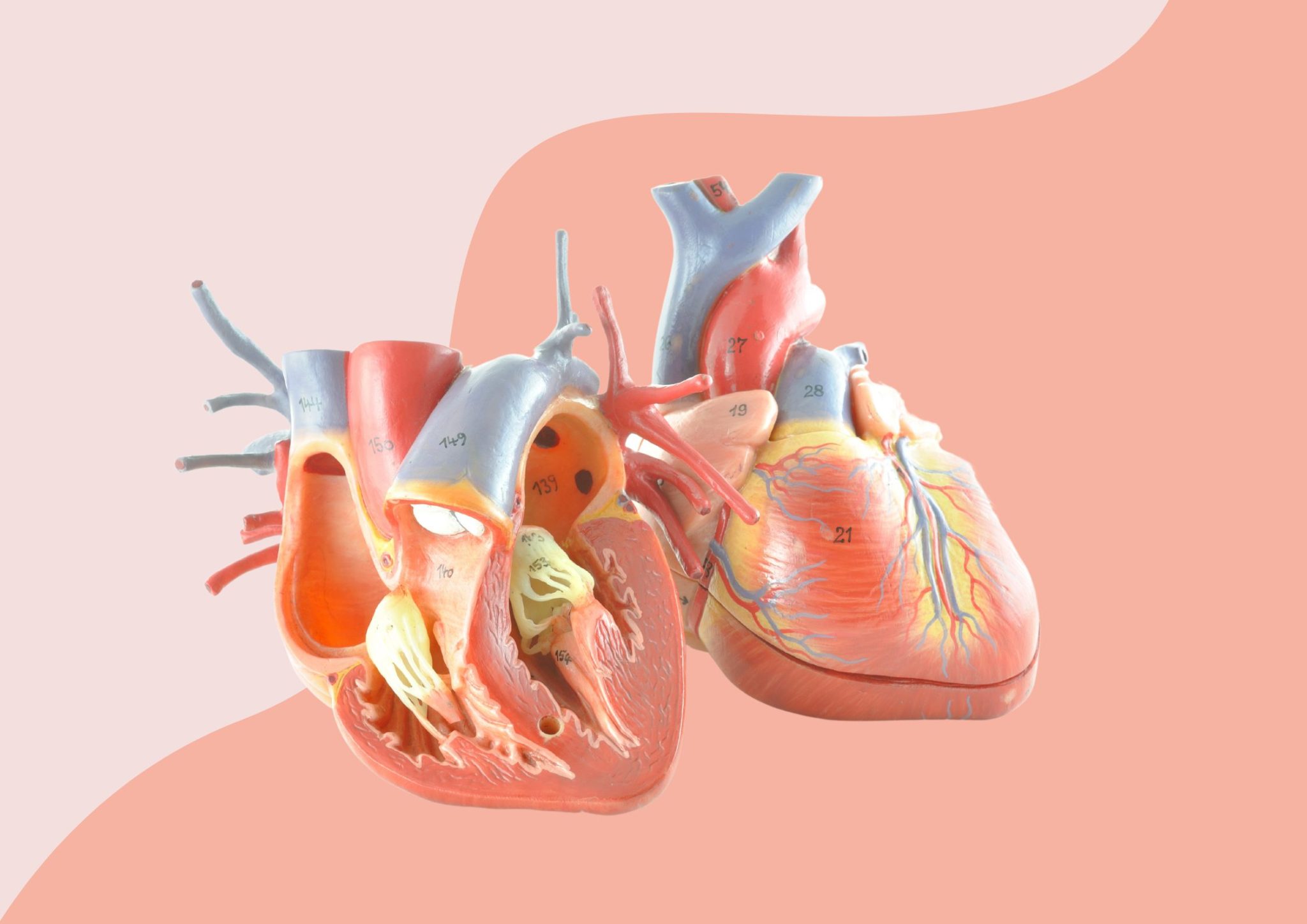 images-of-blood-flow-through-the-heart-medicinebtg